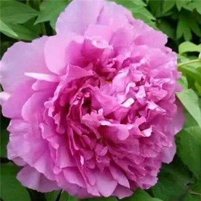 Apakah peony pohon merah muda dapat tumbuh di iklim Mediterania?