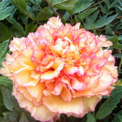 Orange peony bunga potong segar
