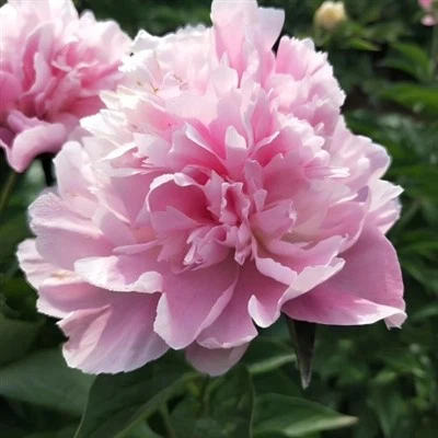 Bunga persik dan peony salju